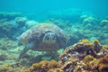 Green turtle face underwater photo. Sea turtle closeup. Oceanic animal in wild nature. Summer vacation activity Royalty Free Stock Photo