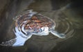 green turtle farm and swimming on water pond - hawksbill sea turtle little