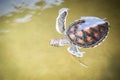 Green turtle farm and swimming on water pond - hawksbill sea turtle little Royalty Free Stock Photo