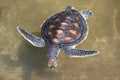 Green turtle farm and swimming on water pond - hawksbill sea turtle little Royalty Free Stock Photo