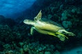green turtle feeding on a reef in the Red Sea Royalty Free Stock Photo
