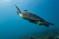 green turtle feeding on a reef in the Red Sea Royalty Free Stock Photo