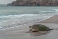 Turtle on the beach in Oman Royalty Free Stock Photo