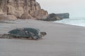 Turtle on the beach in Oman Royalty Free Stock Photo