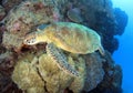 Green turtle,great barrier reef,cairns,australia Royalty Free Stock Photo