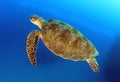 Green turtle,great barrier reef,cairns,australia Royalty Free Stock Photo