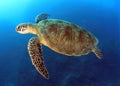 Green turtle,great barrier reef,cairns,australia Royalty Free Stock Photo
