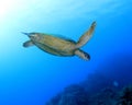 Green turtle,great barrier reef,cairns,australia Royalty Free Stock Photo