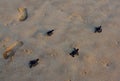 Green Turtle Hatchlings and Human Footprints