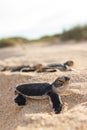 Green turtle hatchlings