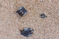 Green turtle hatchlings