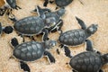 Green turtle hatchlings Royalty Free Stock Photo