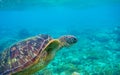 Green turtle head and fins underwater photo. Sea turtle closeup. Oceanic animal in wild nature. Summer vacation Royalty Free Stock Photo