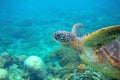 Green turtle head underwater photo. Sea turtle closeup. Oceanic animal in wild nature. Summer vacation activity Royalty Free Stock Photo