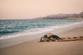 Green Turtle heading back to ocean after having laid eggs on beach Royalty Free Stock Photo