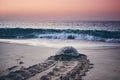 Green turtle heading back to ocean