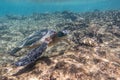 Green turtle at Honokeana Bay Royalty Free Stock Photo