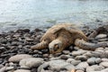 Green turtle at Honokeana Bay Royalty Free Stock Photo