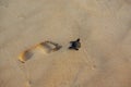 Green Turtle and Human Footprint