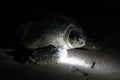 Green turtle lays eggs on the beach of Ras Al Jinz in Oman Royalty Free Stock Photo