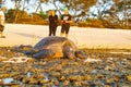 Green turtle left behind by falling tide