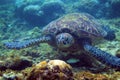 Green turtle look in camera. Sea turtle underwater closeup. Oceanic animal in wild nature. Marine turtle portrait photo Royalty Free Stock Photo