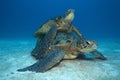 Green turtle matting Royalty Free Stock Photo