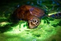 Green Turtle Royalty Free Stock Photo