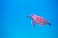 Green turtle in open sea underwater photo. Sea turtle closeup. Oceanic animal in wild nature. Summer vacation activity Royalty Free Stock Photo