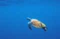 Green turtle in open sea water. Endangered sea animal underwater photo. Tropical island snorkeling and diving Royalty Free Stock Photo