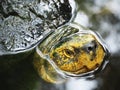 Green Turtle in the Pool in a Sunny Day Royalty Free Stock Photo