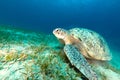 Green turtle in the Red Sea. Royalty Free Stock Photo