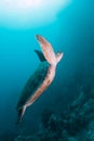 Green turtle in the Red Sea Royalty Free Stock Photo