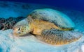 Green Turtle resting on the seabed