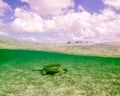 A Green Turtle Rests in the Sea Grass of Grand Bahama Island
