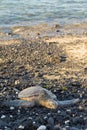 Green turtle on rocky shore in Hawaii Royalty Free Stock Photo