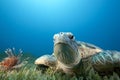 Green turtle and sea grass Royalty Free Stock Photo