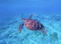 Green turtle in sea water with seabottom background. Underwater photography of wild oceanic animal.