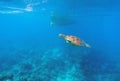 Green turtle in seawater above coral reef. Marine animal in wild nature Royalty Free Stock Photo