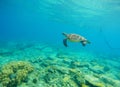 Green turtle in seawater. Snorkeling in tropic lagoon. Wild turtle swimming underwater in blue tropical sea. Royalty Free Stock Photo