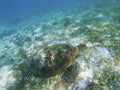 Green turtle in shallow sea bottom. Tropical seashore underwater photo. Marine tortoise undersea. Royalty Free Stock Photo