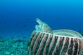 Green turtle sitting in a barrel sponge Royalty Free Stock Photo