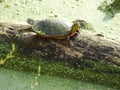 rainbow turtle sitting on algae log