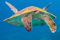 Green turtle snorkeling