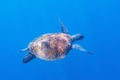 Green turtle in sun beam undersea photo. Sea turtle underwater closeup. Oceanic animal in wild nature Royalty Free Stock Photo