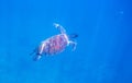 Green turtle in sunlight undersea photo. Sea turtle underwater closeup. Oceanic animal in wild nature Royalty Free Stock Photo