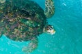 Green turtle swiming Royalty Free Stock Photo