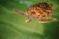 Green turtle swiming under water Royalty Free Stock Photo