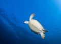 Green Turtle swimming Royalty Free Stock Photo