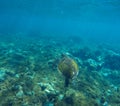 Green turtle swimming in blue lagoon of tropic sea Royalty Free Stock Photo